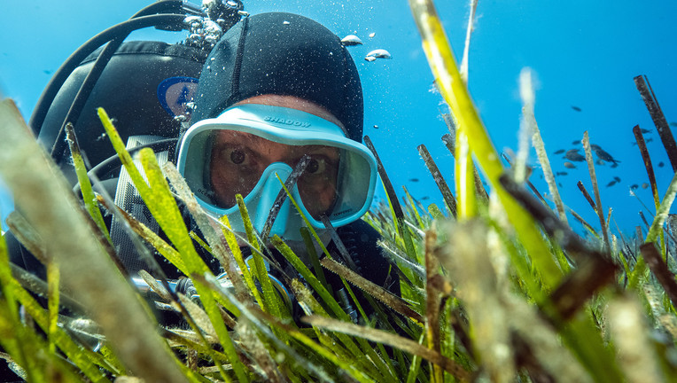 Seegras ist bietet Lebensraum für Fische und andere Tiere, reinigt das Wasser und produziert Sauerstoff. Meeresbiologe und "Terra X"-Moderator Uli Kunz erkundet diesen besonderen Lebensraum vor der Küste von Mallorca.
ZDF/Lars Böhnke