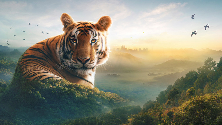 In sieben Folgen geht die neue "Terra X"-Reihe der Faszination Asiens nach. Ein besonders beeindruckender Bewohner des Kontinents: der Tiger.