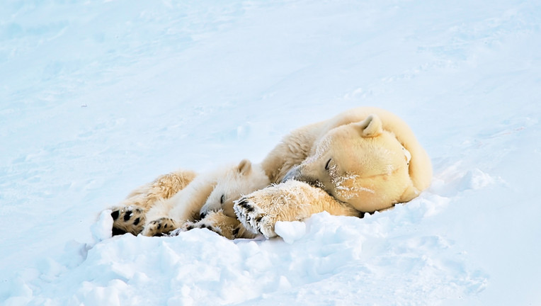 Eisbärin „Misha“ mit Tochter „Flocke“ beim Mittagsschlaf in Spitzbergen // ZDF/colourFIELD / Florian Ledoux