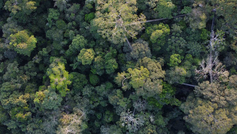 Seit den 1990er Jahren können Touristen das Kronendach des Amazonas auf dem Baumwipfelpfad hautnah erleben. // ZDF/Mike Sakas Nutzung des Bildes nur in Verbindung mit der Sendung inkl. Social Media