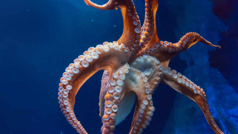 кракен даркнет маркет ссылка