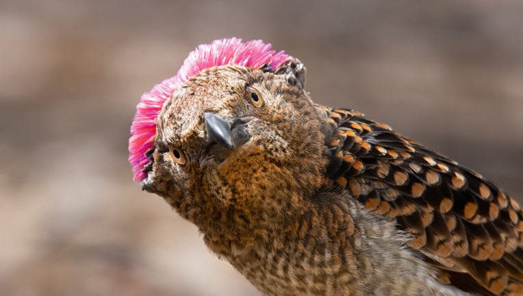 Im Norden Australiens übt ein Fleckenlaubenvogel seinen Hochzeitstanz.
ZDF/Barrie Britton