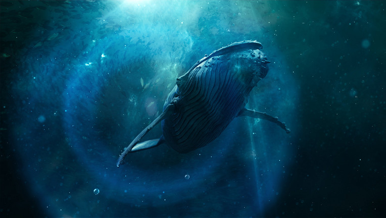 Wale gehören zu den größten und mächtigsten Lebewesen der Erde. Aber sind sie auch gefährlich für Menschen?
ZDF/Julian Balducci/Gruppe 5