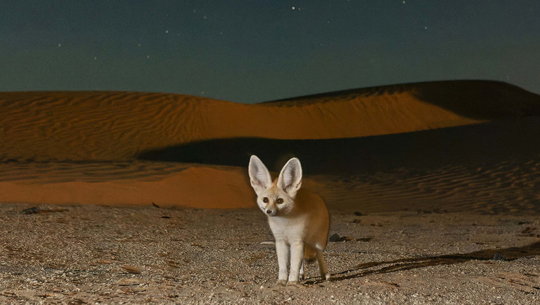 Gerade einmal so groß wie ein Chihuahua ist der Wüstenfuchs. Mit seinen leistungsfähigen Lauschern kann er sogar Tiere orten, die sich im Sand verstecken.
ZDF/Bruno D'Amicis