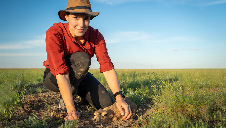 Wildtierärztin Hannah Emde neben einem kleinen Saiga-Kälbchen in der Steppe (aus "Terra X: Faszination Erde: Kasachstan - Die Steppe lebt").

Copyright: ZDF/Oli Roetz