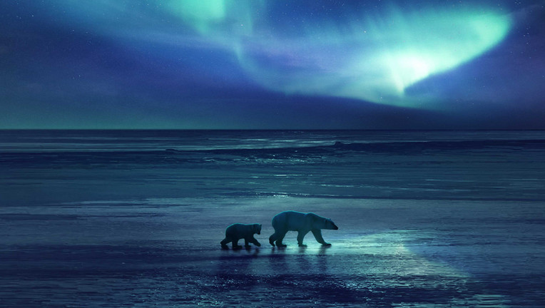 Durch die Erderwärmung müssen die Polarbären immer größere Strecken zurücklegen, um an Futter zu kommen.
ZDF/BBC ; Di Photography: Shutterstock / La: Getty Images / Andre Schoenherr: Dreamstime / Outdoorsman