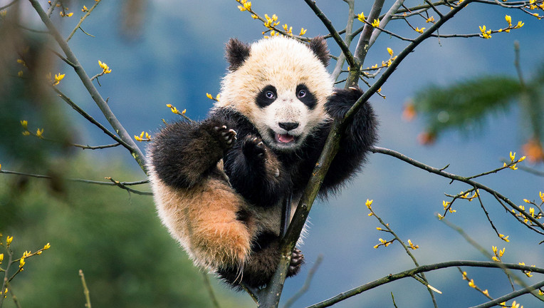 Große Pandas können trotz ihres Gewichts gut klettern, wie dieses Jungtier in Sichuan, China.
ZDF/Suzi Eszterhas