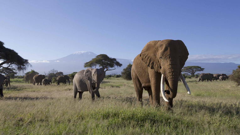 Wohl nirgendwo gibt es so einen Background für Elefantensichtungen wie im Amboseli-Nationalpark im Süden Kenias. An guten Tagen ist dort der Kilimandscharo mit seinem schneebedeckten Gipfel klar zu sehen.
ZDF/Andreas Kieling