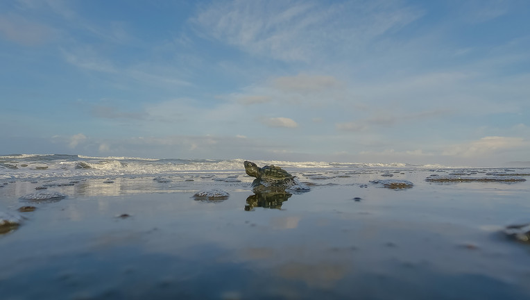 Eine kleine Meeresschildkröte erreicht sicher das Meer in Costa Rica.
ZDF/Markus Strobel